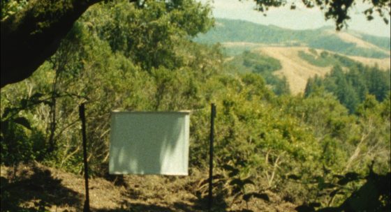 Eine weiße Leinwand inmitten eines grünen Waldes