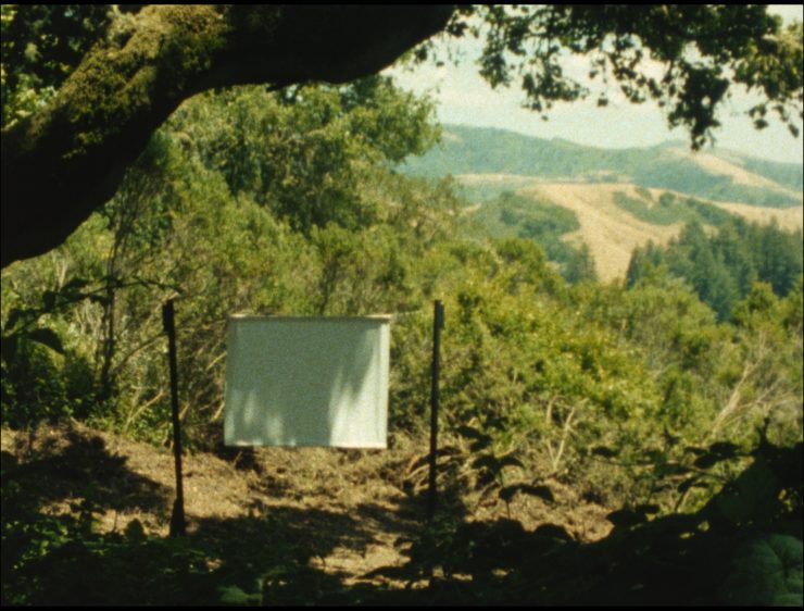 Eine weiße Leinwand inmitten eines grünen Waldes